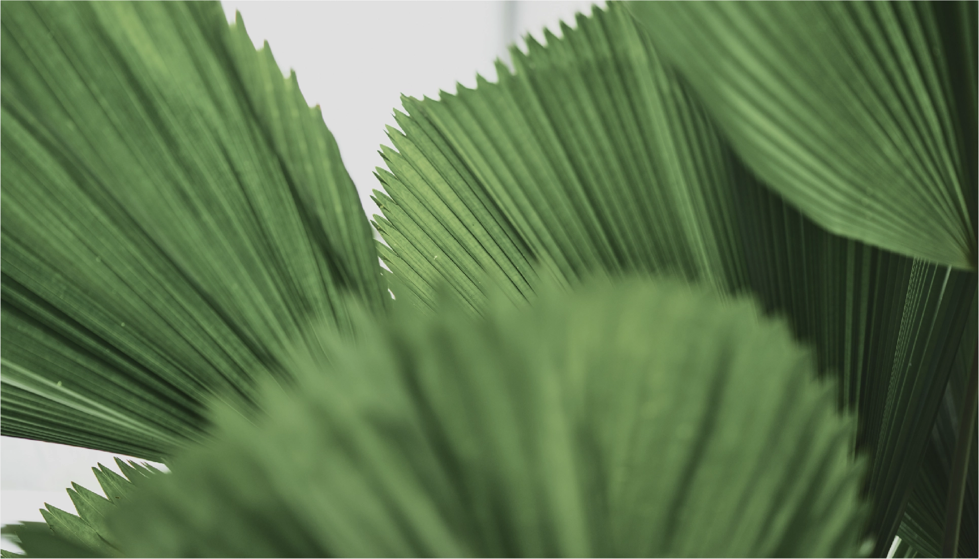 Pot Sale Plant